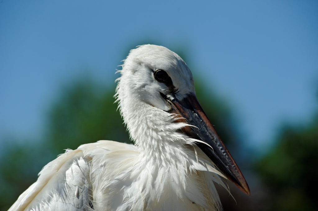 Alsace - Cigogneau